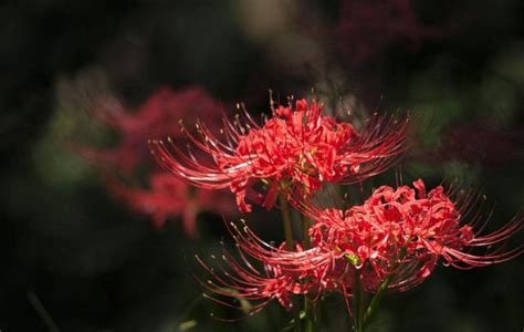 代表死亡的花|【代表死亡的花】揭秘「代表死亡的花」：彼岸花、曼。